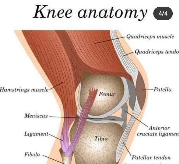 Knee Anatomy