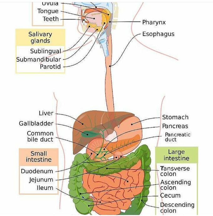 The human digestive system