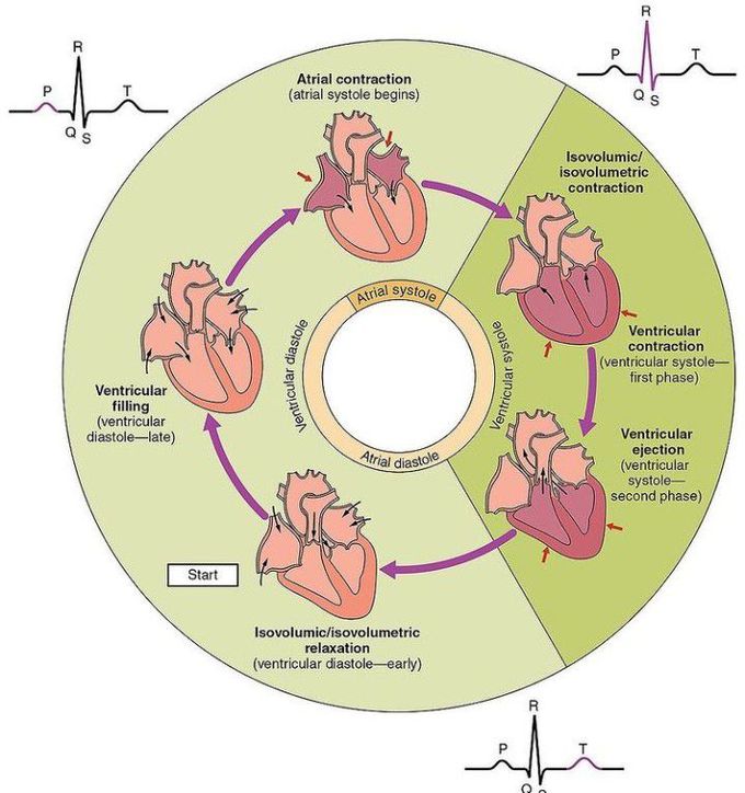 The cardiac cycle