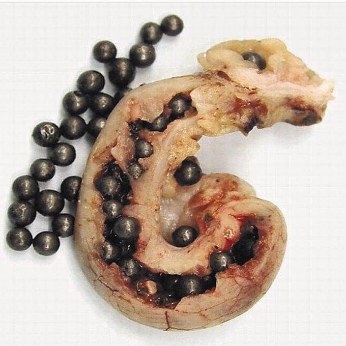 Pellets in the Appendix!