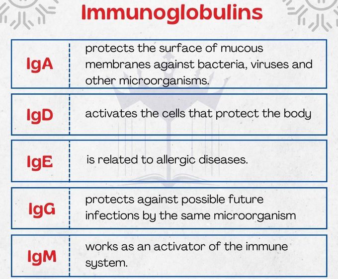 Immunoglobulins