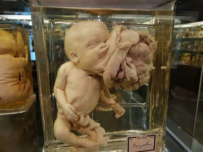 Anatomy lab
