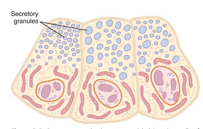 Secretory granules