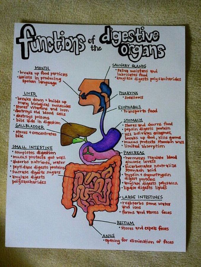 Functions of the Digestive Organs