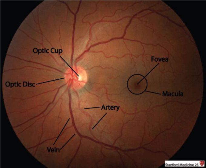 Eye fundus exam