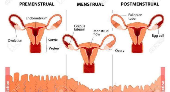 Stage of period