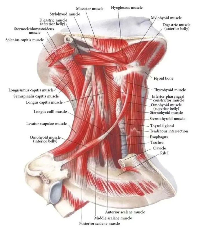 Neck Muscles
