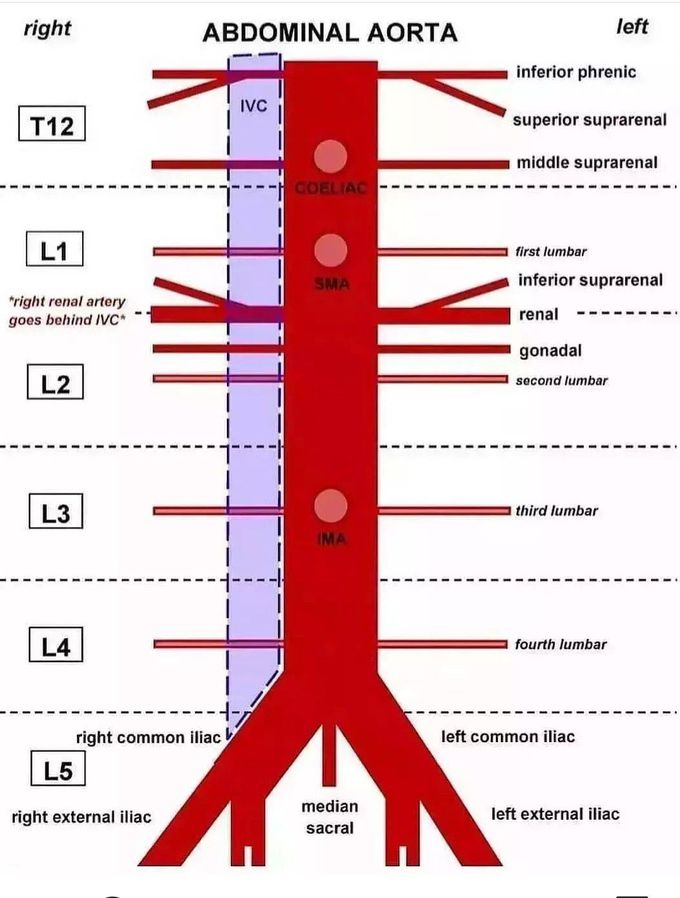 Abdominal Aorta