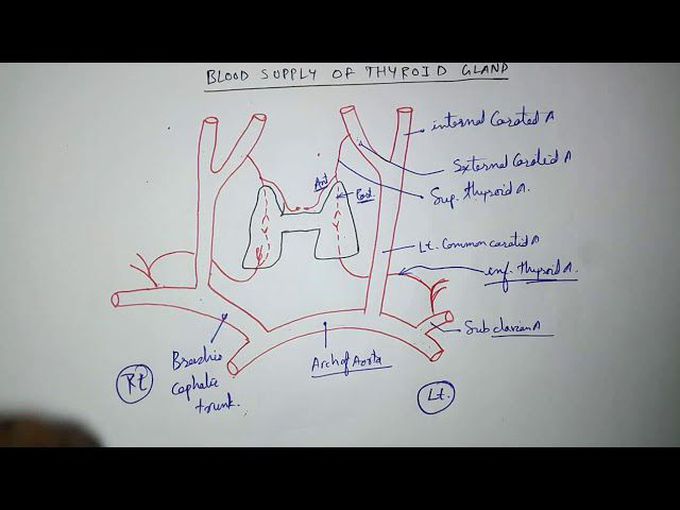 Blood supply of thyroid gland and it's clinical