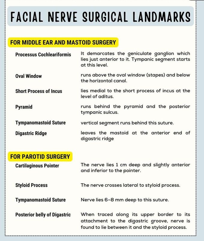 Facial Nerve- Surgical Landmarks II