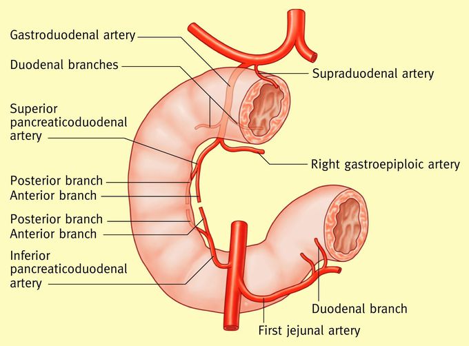 Blood supply of duodenum