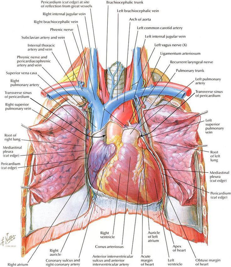 Natters anatomy - MEDizzy