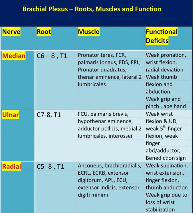 Brachial Plexus