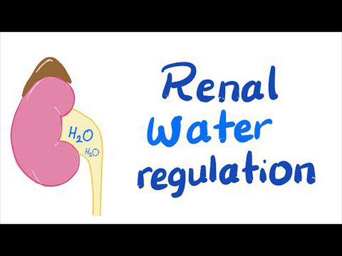 Renal Regulation of blood and ECF Volume