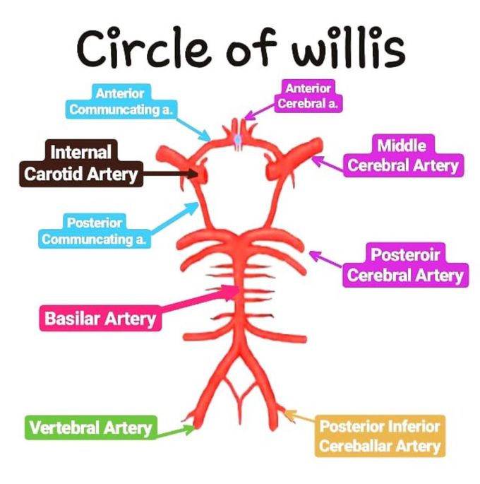 Circlr of willis