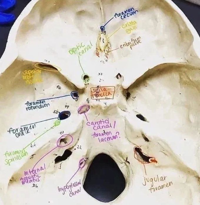 Anatomy of Skull