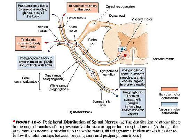 Typical Spinal Nerve