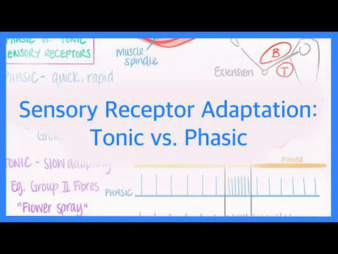 Sensory Receptor Adaptation