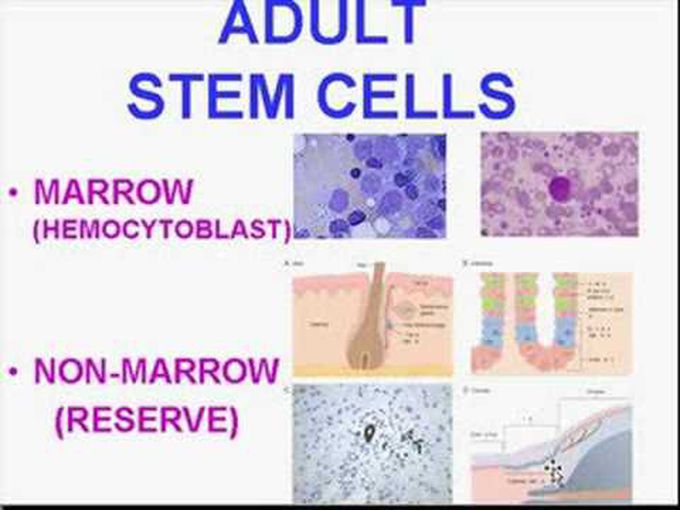 Chapter 3b: Regeneration and Healing (Stem Cells)