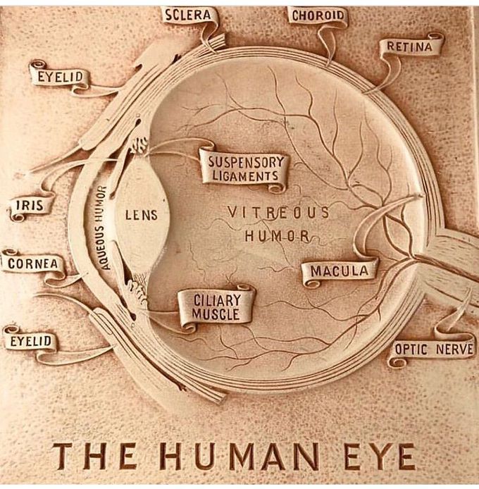 Human eye