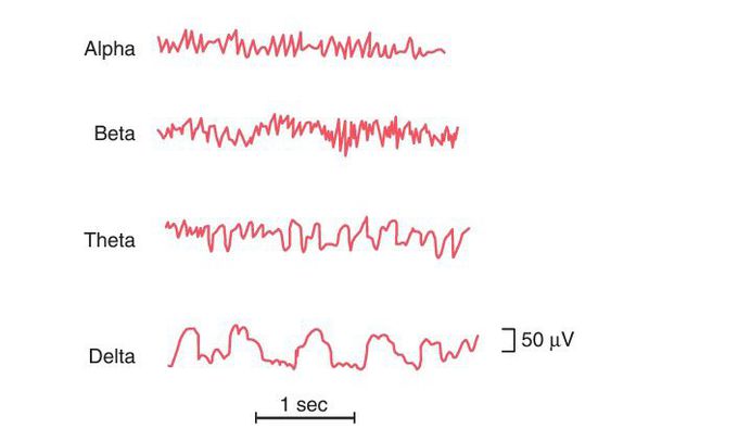 Brain waves