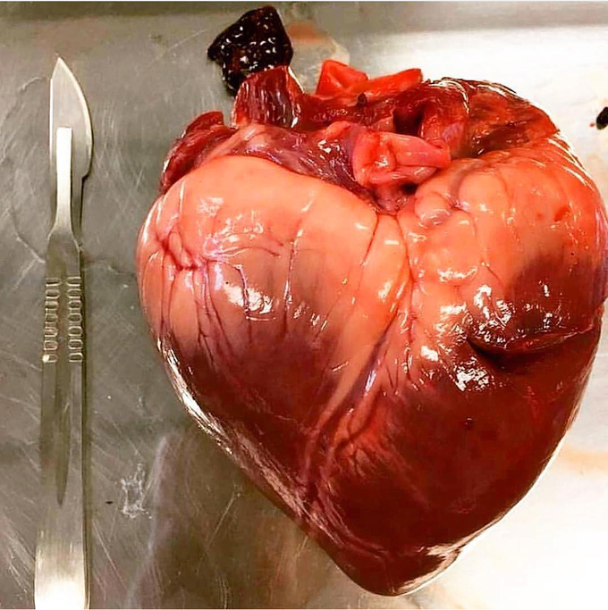 Heart ♥