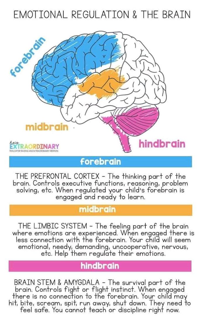EMOTIONAL REGULATION AND BRAIN