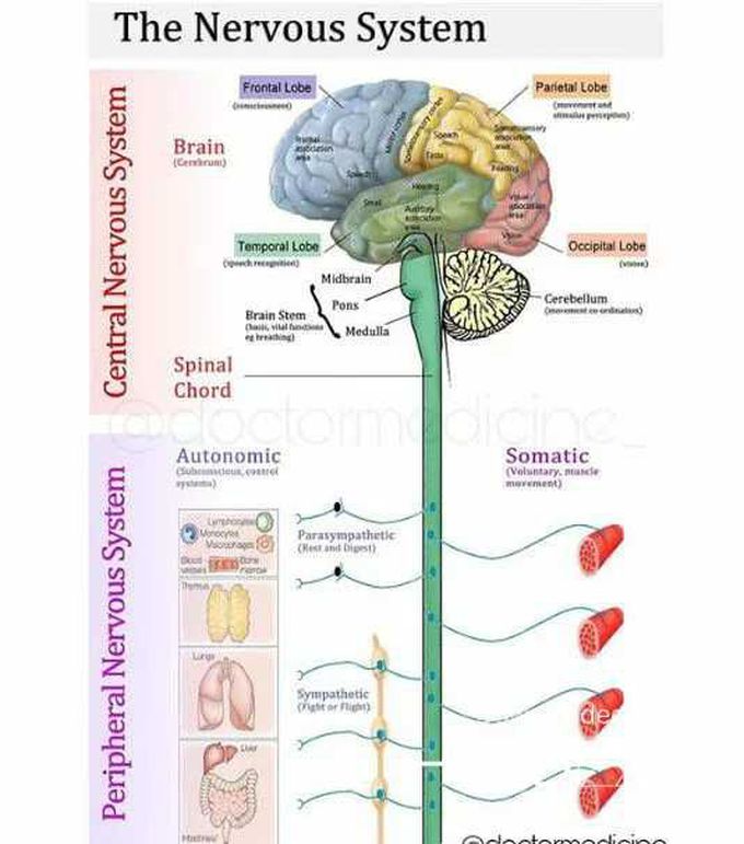 General about cns and pns