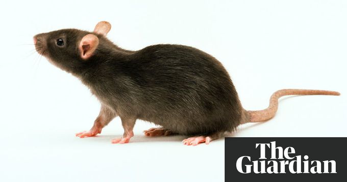 Paws and play: gene treatment helps rats with spinal cord injury regain their nerve