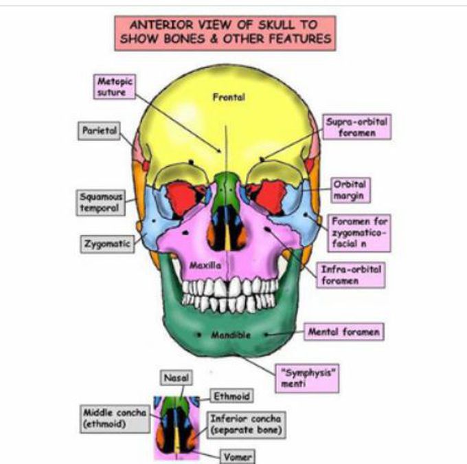 The study of the skull