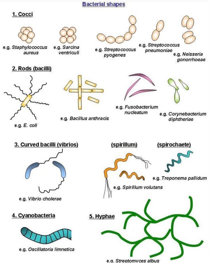 Bacterial Shapes