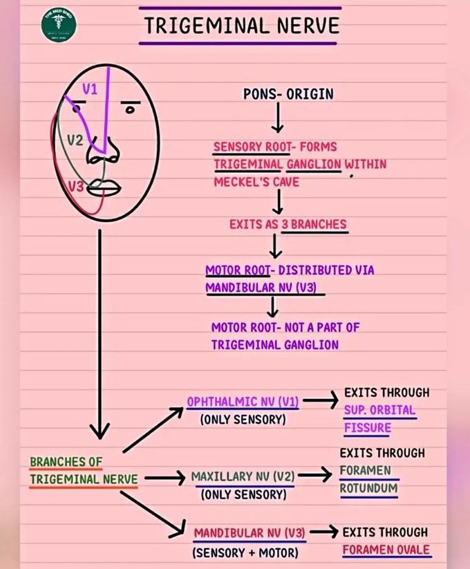 Trigeminal Nerve