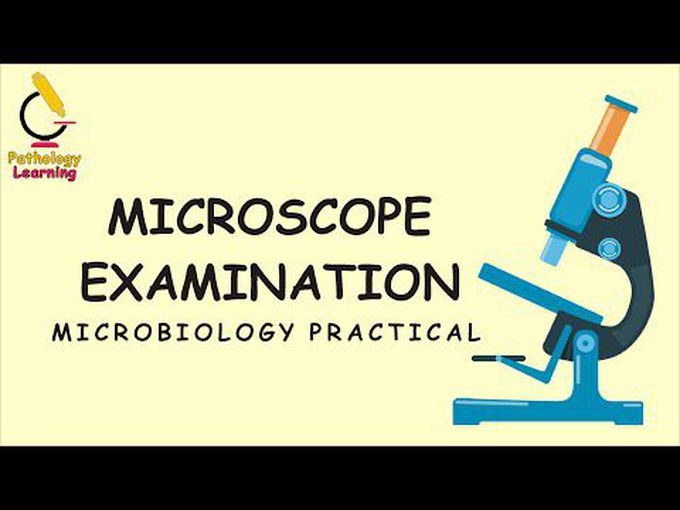 Microscope practical