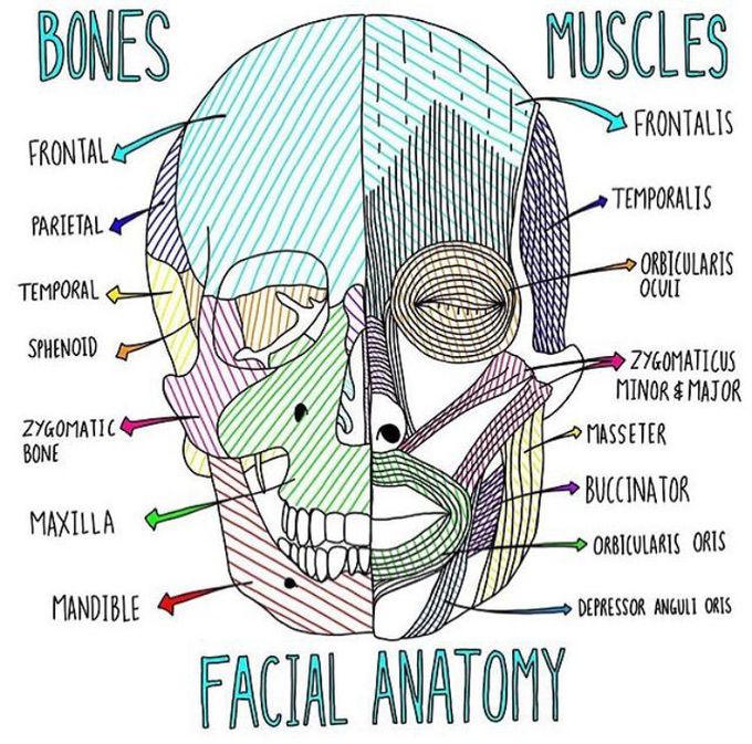 Facial Anatomy