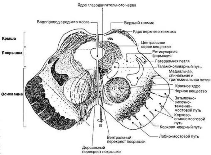 Mesencephalon - средний мозг