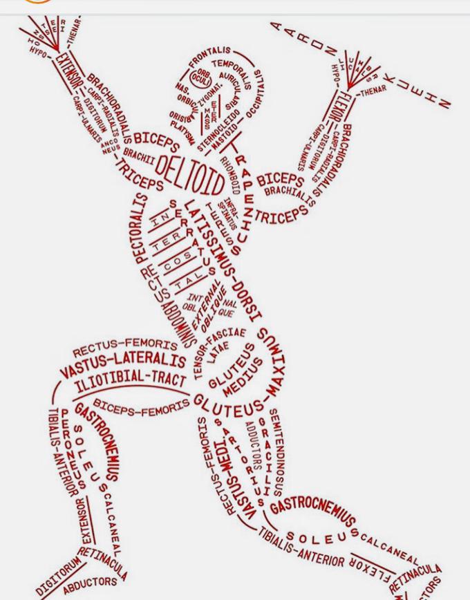 How to memorize all  muscle in the human body easly.