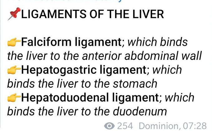 Ligaments of liver