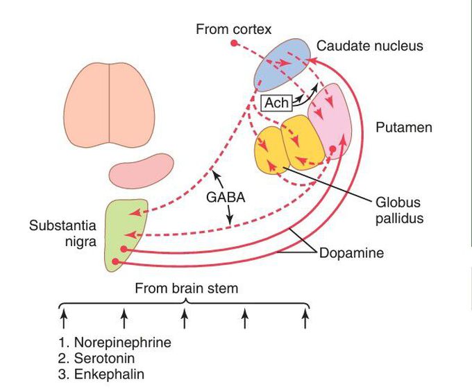 Neurotransmitters