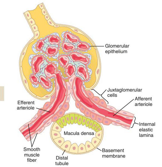 Juxtaglomerular apparatus