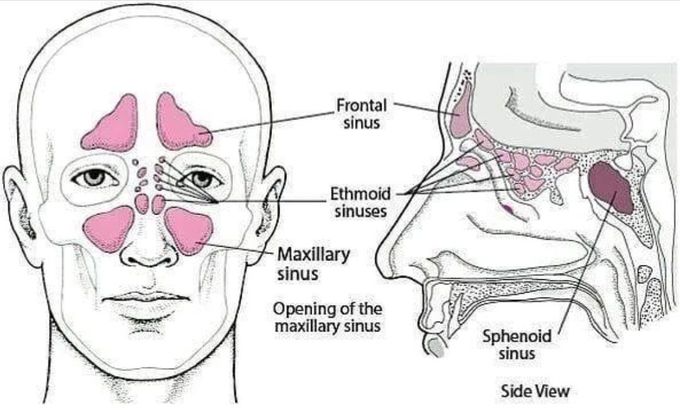 Sinuses