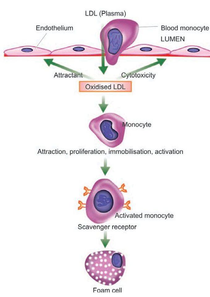 Foam cell