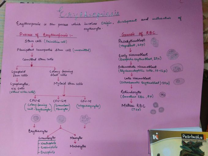 Erythropoesis