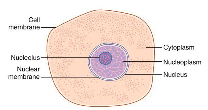 Cell physiology