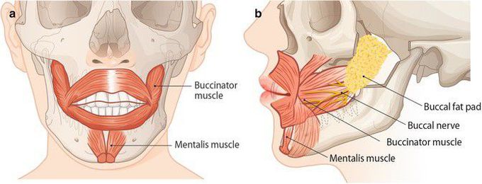 Buccinator