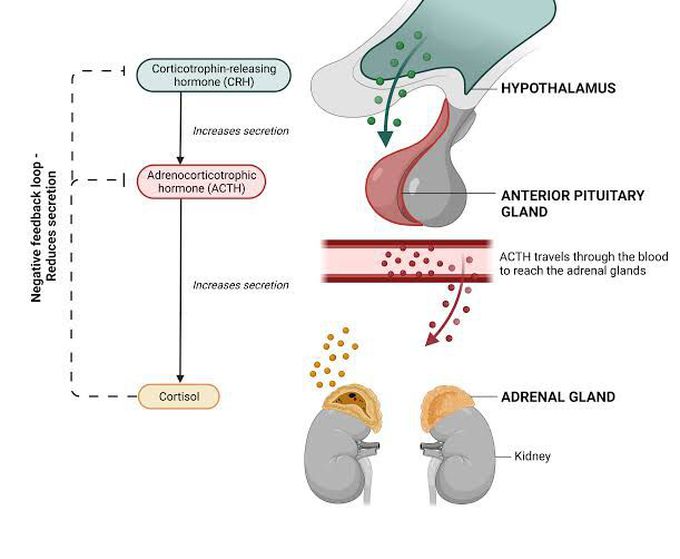 Cortisol Regulation