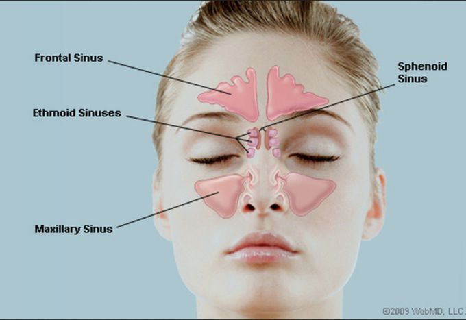 Anatomy of sinuses