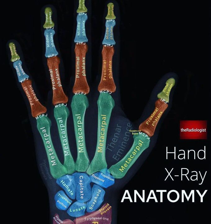 Hand X-ray Anatomy