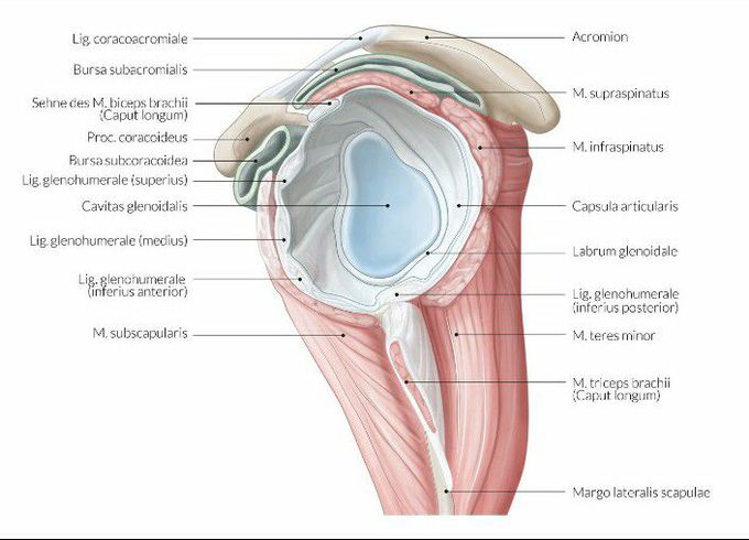 Structures of our shoulder joint
