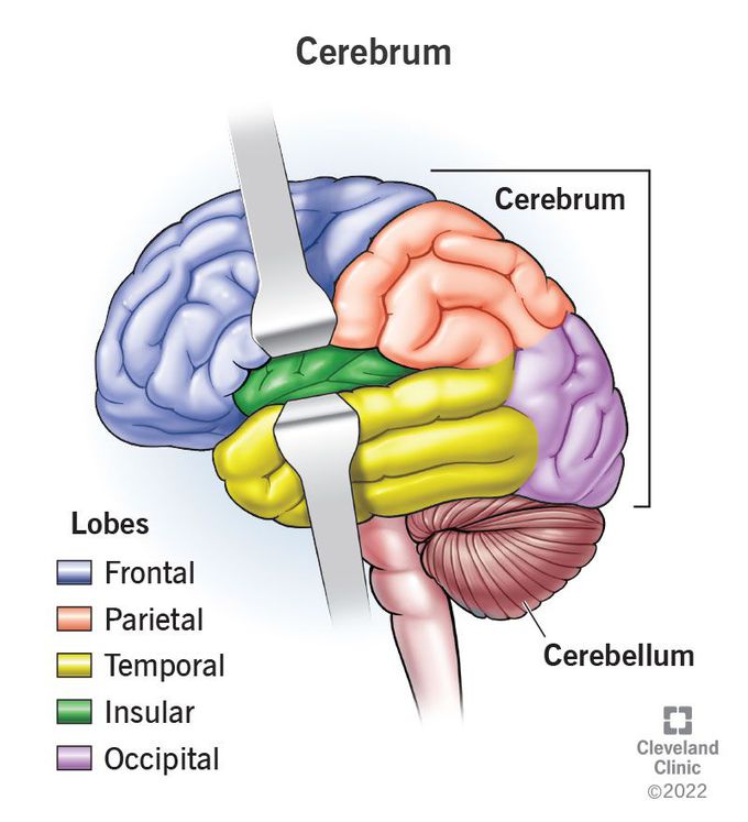 Cerebrum