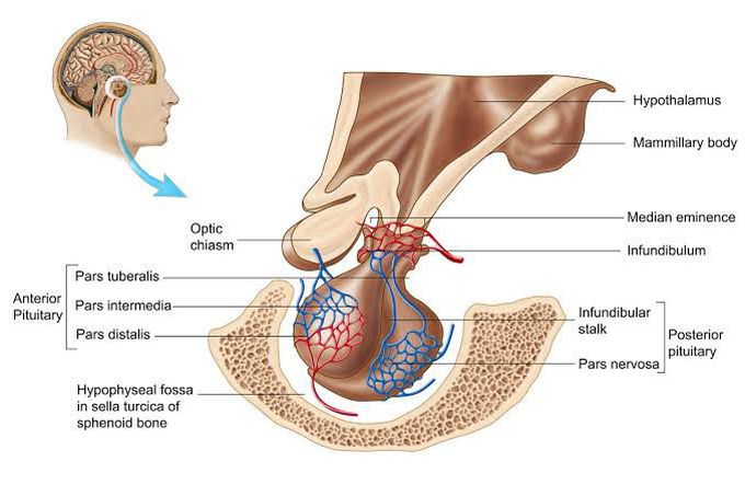 Pituitary Gland Anatomy